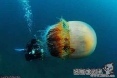 巨型水母弄沉日本渔船是真的吗？