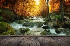 林中木桥边溪流景色图片