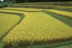 水稻稻田图片