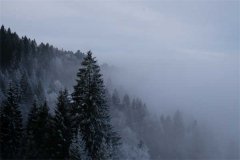 雾气弥漫的山林图片