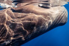 深海里的鲸鱼图片