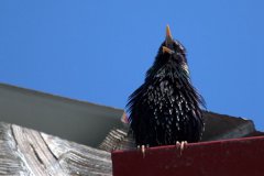 蓝色羽毛的欧椋鸟图片