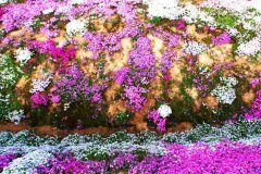 五彩斑斓的花海图片