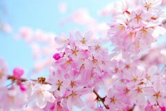 唯美的樱花景色图片