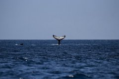 体型庞大的鲸鱼图片