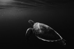 海里的海龟图片