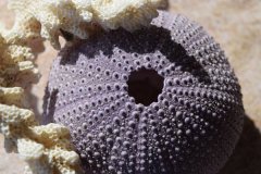 阳光下的海胆壳图片