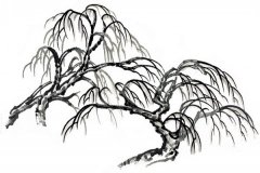 水墨柳树图片
