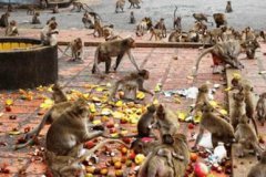 印度猴子泛滥成灾