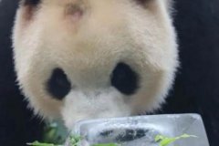 网红熊猫秃头罕见照片曝光