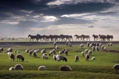 蒙古国活羊怎么运到中国