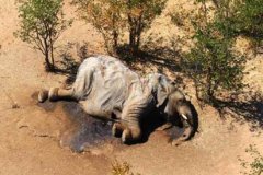 非洲数百头大象离奇死亡