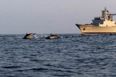 亚丁湾海豚群伴航军舰场面惊艳众人