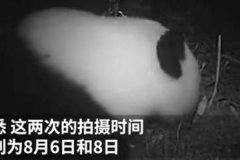 首次拍到野生大熊猫