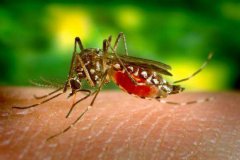 广州转基因蚊子失败