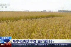 袁隆平团队塔克拉玛干沙漠里种出水稻