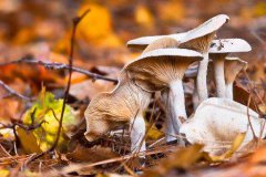 立秋之前的蘑菇能吃吗