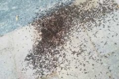 黑蚂蚁搬家 成都蚂蚁搬家有限责任公司