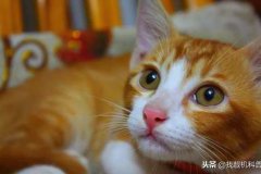 猫肉能吃吗 猫肉营养丰富，为什么中国人却从来不吃？