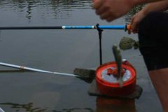 泥鳅养殖技术视频 养殖泥鳅要注意，要想成活率高