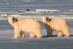 北极熊冬眠 为什么只有怀孕的北极熊能冬眠？