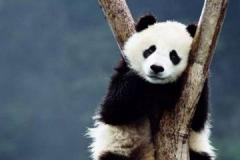 熊猫冬眠吗为什么