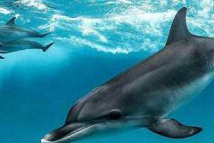 海豚是保护动物吗
