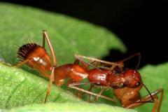 红蚂蚁是什么样子的