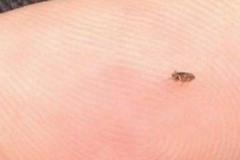床上有黑色的小虫子是什么虫