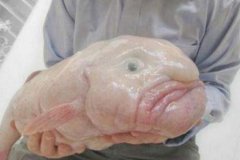 世界上最丑的鱼水滴鱼能吃吗