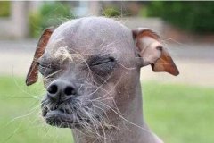 世界上最丑的狗品种图片