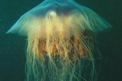 世界十大剧毒水母排名