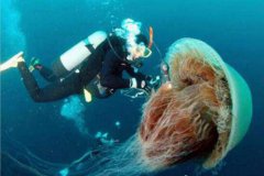 世界上触角最长的水母