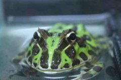 世界最萌宠物蛙