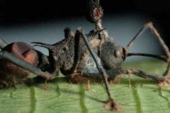 世界上最古老的僵尸蚂蚁