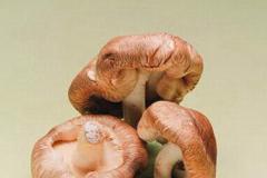 鲜香菇怎么保存 鲜香菇的保存方法技巧