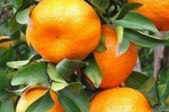 春见柑橘图片 春见柑橘的功效与作用