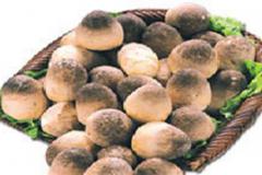 草菇的杂菌以及防治方法